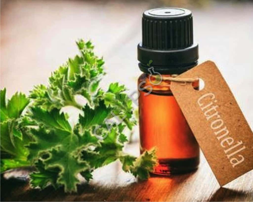 Citronella Natural Essential Oil Java
